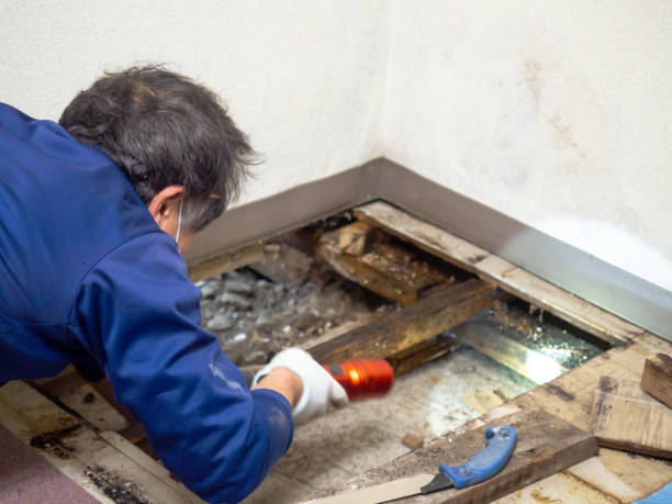 Best Affordable Mold Removal  in Wausau, WI