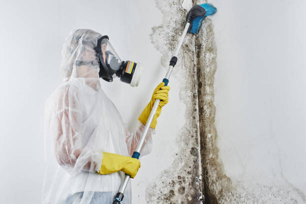 Best Best Mold Removal Companies  in Wausau, WI