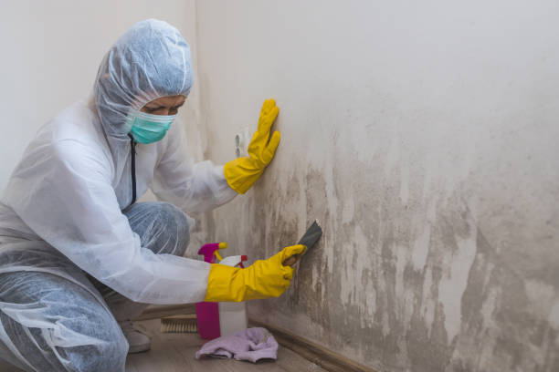 Best Toxic Mold Removal  in Wausau, WI