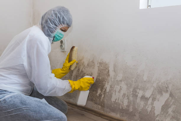 Best Residential Mold Removal  in Wausau, WI