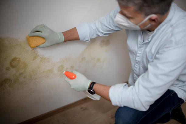 Best Crawl Space Mold Removal  in Wausau, WI