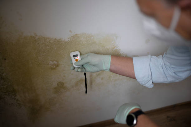 Best Mold Removal Company Near Me  in Wausau, WI