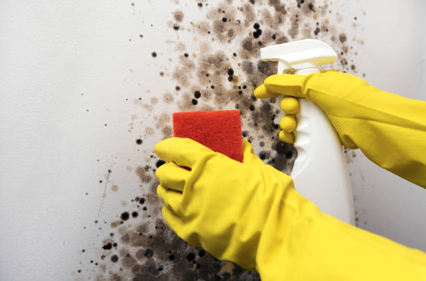 Best Mold Removal Near Me  in Wausau, WI