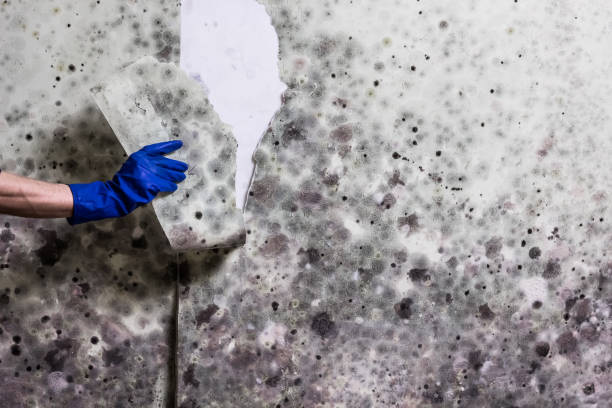 Best Professional Mold Removal  in Wausau, WI