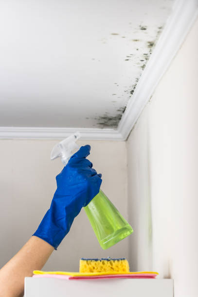 Mold Testing and Removal in Wausau, WI